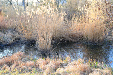 Regensburg, Germany: a pair of mallards on the water in a swamp in autumn time