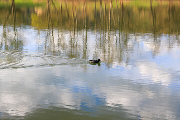 Regensburg, Germany:portrait of a coot duck (Fulica atra) bird swimming on Danube river