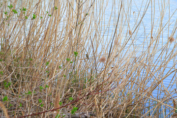Little sparrow (Passer montanus) perched on reed stalk. Beautiful brown bird sitting and singing near the river.
