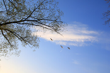 Regensburg, Germany: flying ducks against an evening landscape