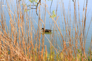 Regensburg, Germany: male Mallard duck in the water near Danube river
