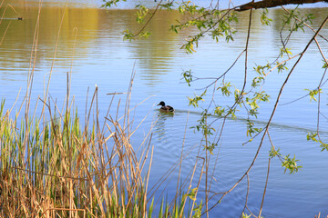 Regensburg, Germany: male Mallard duck in the water near Danube river