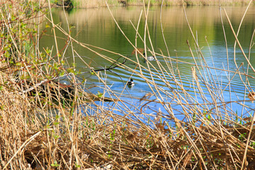 Regensburg, Germany: male Mallard duck in the water near Danube river