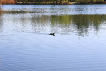 Regensburg, Germany: portrait of a coot duck (Fulica atra) bird swimming on Danube river