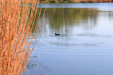 Regensburg, Germany: portrait of a coot duck (Fulica atra) bird swimming on Danube river