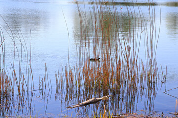 Regensburg, Germany: portrait of a coot duck (Fulica atra) bird swimming on Danube river
