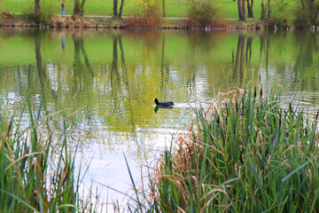 Regensburg, Germany: portrait of a coot duck (Fulica atra) bird swimming on Danube river