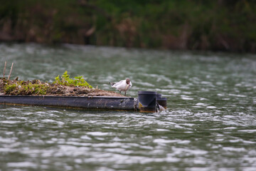 Regensburg, Germany: a gull eating fish on Danube river