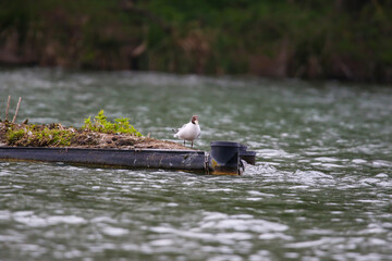 Regensburg, Germany: a gull eating fish on Danube river