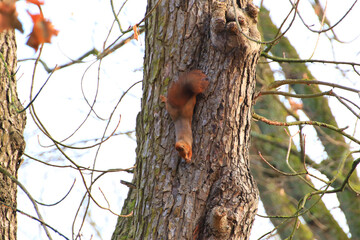 Regensburg, Germany: curious red squirrel peeking behind the tree trunk