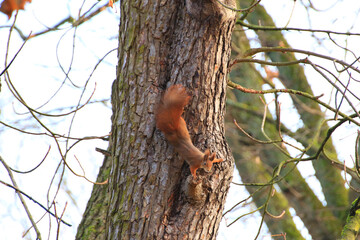 Regensburg, Germany: curious red squirrel peeking behind the tree trunk