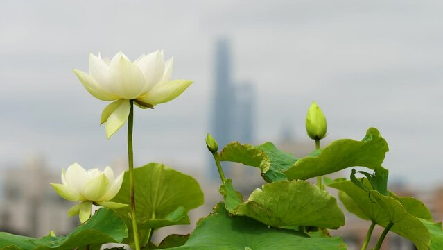 Beautiful white lotus flowers swaying in wind with cloudy sky and Shanghai city landmark buildings background in sunny day, 4k real time footage.