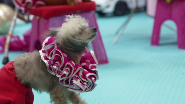 a trained dog in a costume for the performance. circus and performance.