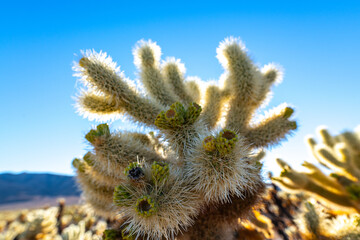 Close up view of Cholla Cactus in Joshua Tree National Park. 