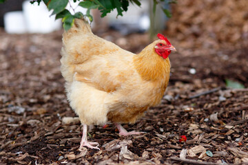 A Buff Orpington Hen Chicken, Gallus domesticus