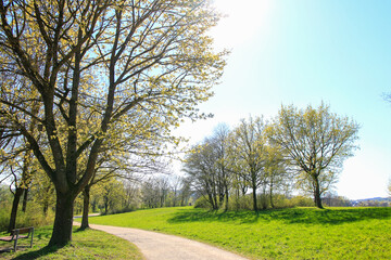 Fototapeta premium Regensburg, Germany: people are riding the bike on a rural road at sunset along Danube river in Regensburg, Germany, Europe.