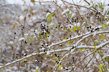Regensburg, Germany: wild black berries on a tree in winter