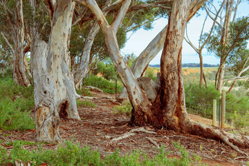 eucalyptus tree trunks in bushland