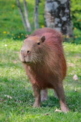 Capybara in the city of Juiz de Fora in Brazil.