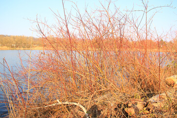 Obraz premium Regensburg, Germany: Autumn lake with dry reeds