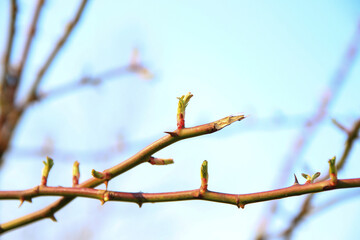 Obraz premium Regensburg, Germany: Close up of rose shoot growing from a wild rose bush