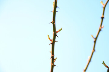 Regensburg, Germany:  Close up of rose shoot growing from a wild rose bush