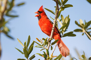 Northern cardinal singing on a branch in Sarasota, Florida