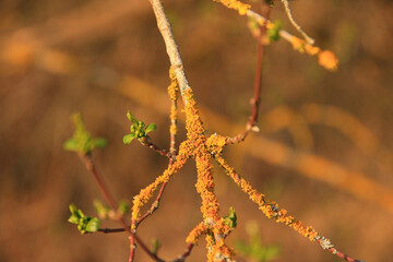 Regensburg, Germany:  yellow moss on the branches