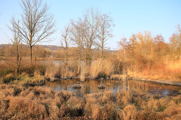 Regensburg, Germany:  Autumn lake with dry reeds