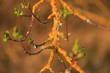 Regensburg, Germany:  yellow moss on the branches