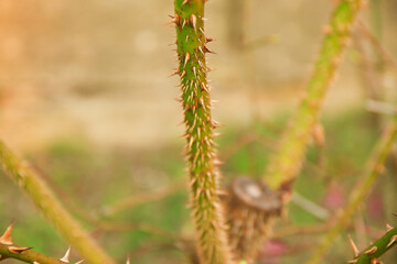 Regensburg, Germany:  thorny dog rose branches. Green wild rose branch with many little and big sharp and poitny orange thorns