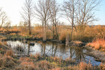 Regensburg, Germany:  Autumn lake with dry reeds