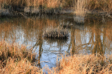 Regensburg, Germany:  Autumn lake with dry reeds