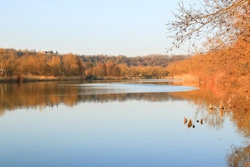 Regensburg, Germany:  Autumn lake with dry reeds