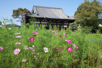 Fototapeta na wymiar 奈良の般若寺の本堂と青空
