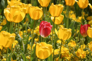 Colorful tulips details