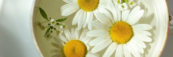 Composition of beautiful white chamomile flowers on the water surface. Close-up. Banner
