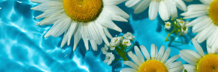 Composition of beautiful white chamomile flowers on the water surface. Close-up.