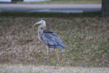 Heron