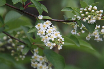 tree blossom