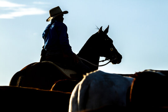 Rear View Of An Aboriginal Stockman Mustering A Mob Of Cattle.