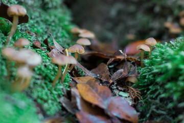 Extreme close up of tiny mushrooms growing amongst the moss of the forest floor