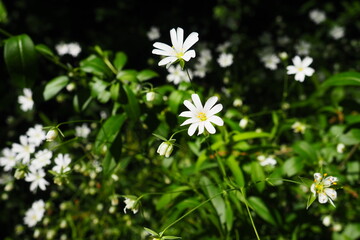 Starflower Stellaria is a genus of flowering plants in the Carnation family. Wood louse plant....