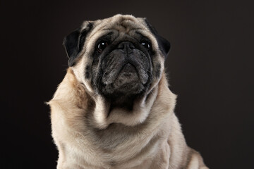 Obraz premium charming pug on a dark background. Pet portrait in studio