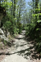 Fototapeta na wymiar Ischia - Sentiero per il Monte Epomeo
