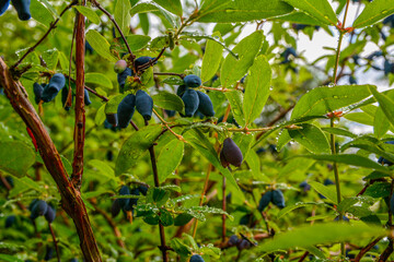 early blue honeysuckle berries on the Bush