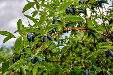early blue honeysuckle berries on the Bush
