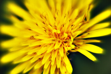 yellow flower macro