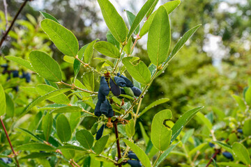 early blue honeysuckle berries on the Bush