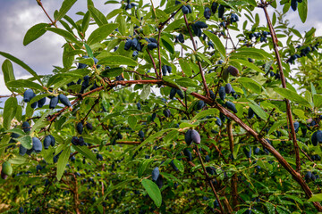 early blue honeysuckle berries on the Bush